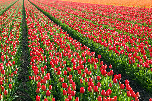 red and orange tulip fields in Holland