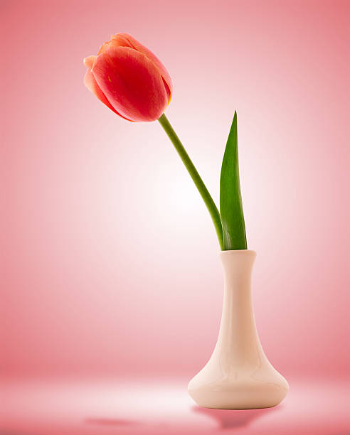 Red tulips flowers isolated on beautiful background. Mother's Day...