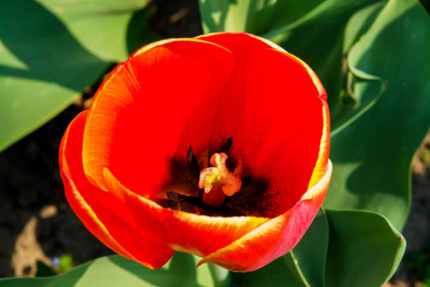 Red tulip glass lampshade flower stock photo