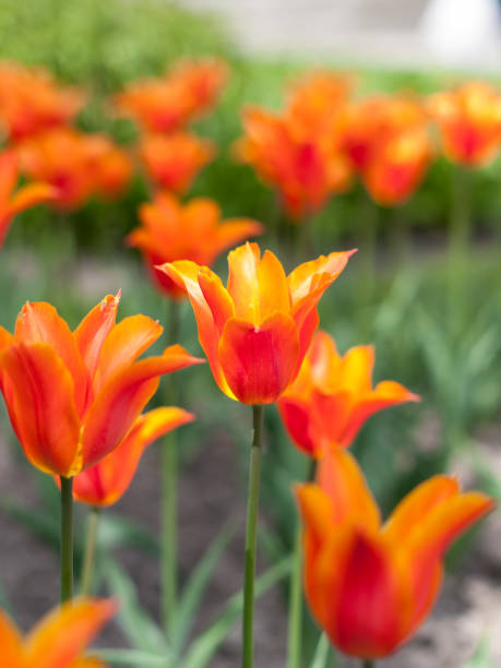 Red tulip in a flower garden stock photo