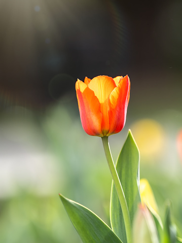red tulip flower with green petal on white background
