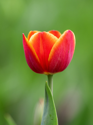 Red tulip with blurry background in sunset. Spring flower with shallow depth of field outdoors, Natural sprintime background.