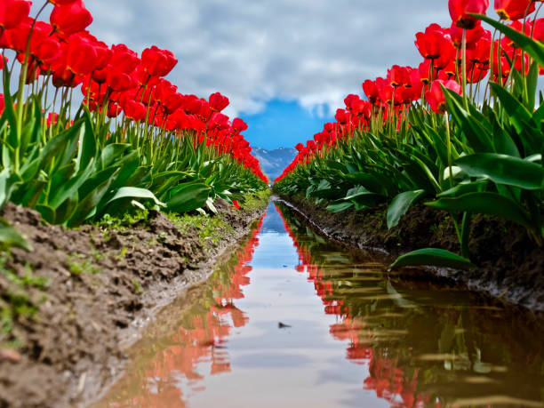 rode tulpen en reflectie in water. - bellingham stockfoto's en -beelden