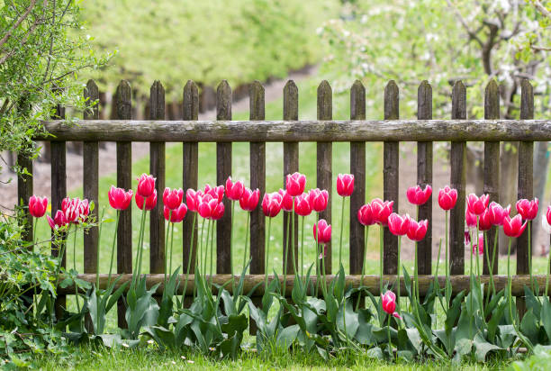 Red tulips at garden fence stock photo