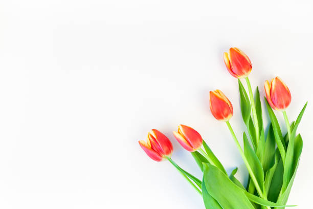 Red tulips flowers on white background stock photo