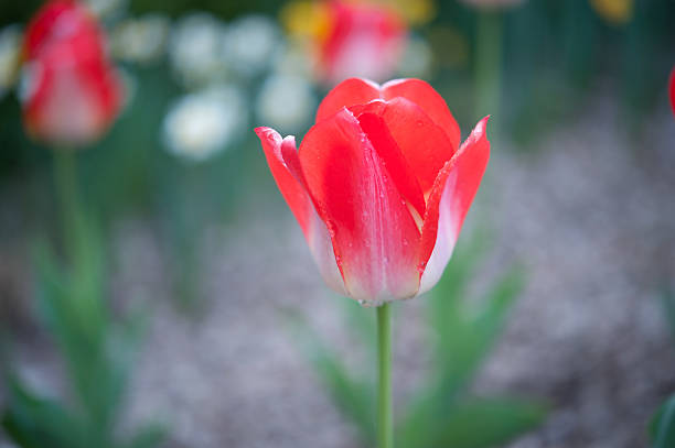 Red Tulips stock photo