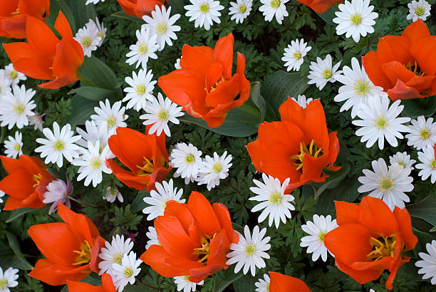 Red Tulips & White Daisies stock photo
