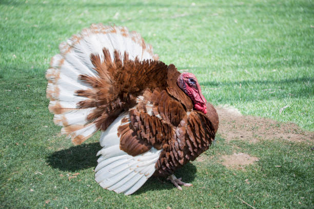 Red turkey male gobbler fanning his tail feathers and wings out in green meadow stock photo