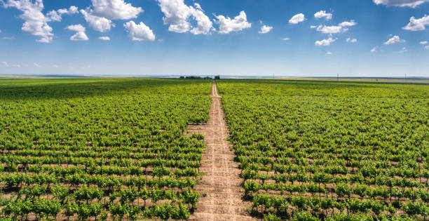Red Vineyard panorama with rows of grapes yards and red wine plantation stock photo