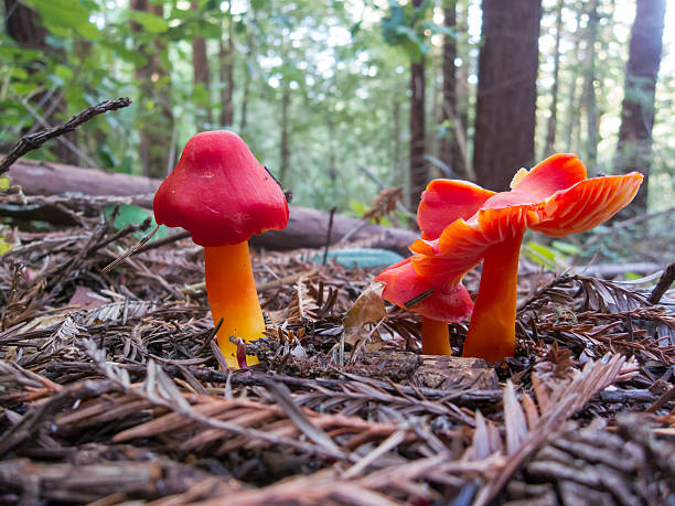Red Waxy Cap Mushrooms In a Forest stock photo
