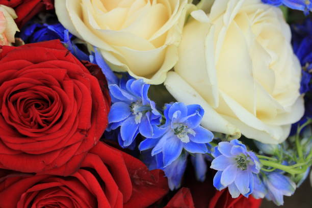 104 301 Red White And Blue Flowers Stock Photos Pictures Royalty Free Images Istock