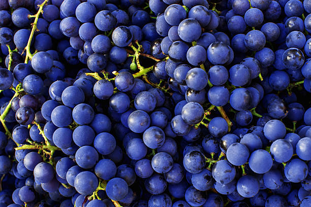 Red wine grapes background. Dark blue wine grapes. stock photo