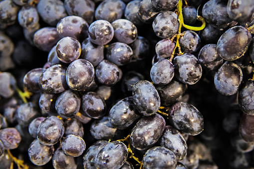 Red wine grapes background, dark grapes, blue wine grapes. Black grape raisins. seedless grapes