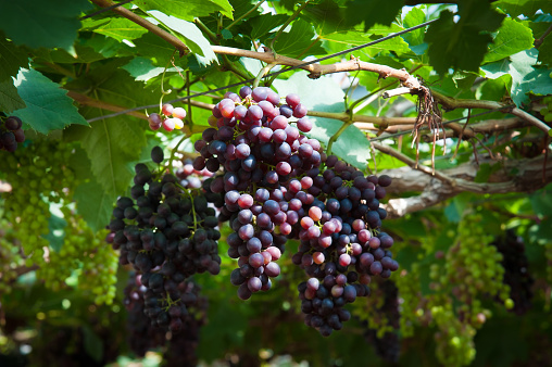 Organic red grapes hanging in a vineyard at Chiangmai, Thailand.