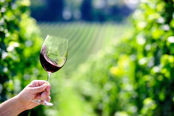 Red wine swiveling inside a glass, vineyard in background stock photo