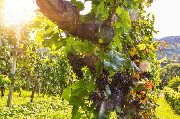 Red wine: Vine with grapes just before harvest, Cabernet Sauvignon grapevine in an old vineyard near a winery stock photo