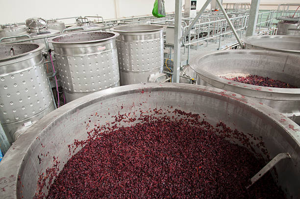 Red winegrapes fermenting in stainless steel open fermenters stock photo
