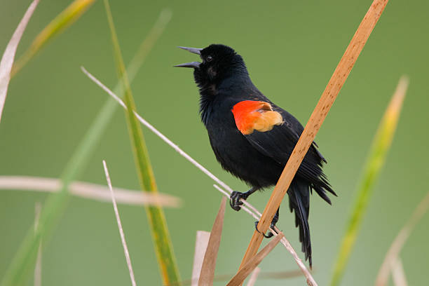 Photo of Red Winged Blackbird male calling singing