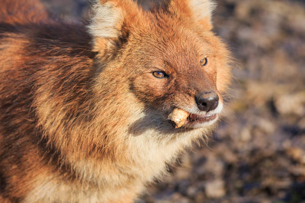 Red wolf eating Dhole (Cuon alpinus lepturu) is a canid native to Central, South and Southeast Asia. Other English names for the species include Asiatic wild dog, Indian wild dog, whistling dog, red wolf. dhole stock pictures, royalty-free photos & images
