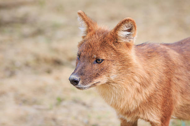Red wolf Dhole (Cuon alpinus lepturu) is a canid native to Central, South and Southeast Asia. Other English names for the species include Asiatic wild dog, Indian wild dog, whistling dog, red wolf. dhole stock pictures, royalty-free photos & images