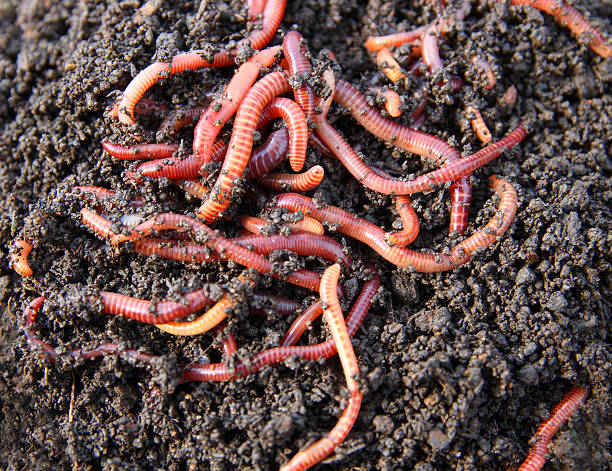 red worms in compost  worm stock pictures, royalty-free photos & images