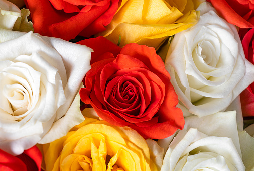 red, yellow and white roses in a bouquet. macro flowering rosebuds.