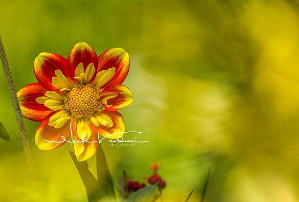 Red & Yellow Flower stock photo