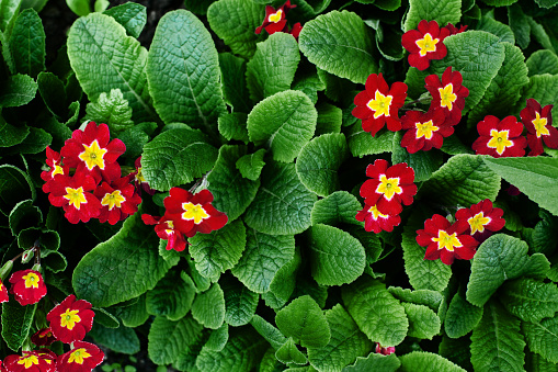 Red yellow primrose flowers, green leaves background, primula blossom in garden, beautiful small flowers, floral texture, nature backdrop, little flowers bloom, spring season design, summer wallpaper
