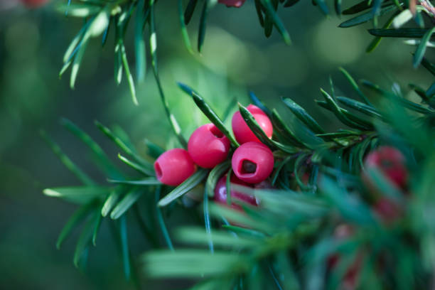 Red yew berries close up Yew tree branch with red berries and deep green foliage , light and shadows contrast, ornamental toxic plants concept yew lake stock pictures, royalty-free photos & images