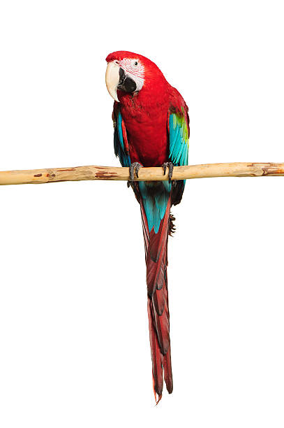 Red-and-green Macaw stock photo