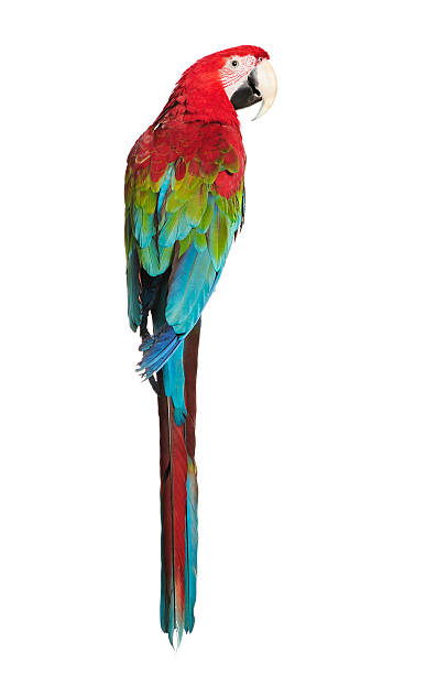 Red-and-green Macaw stock photo