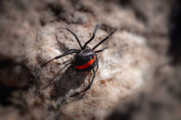 Redback Spider (Latrodectus hasselti) Redback or Australian Black widow spider crawling on a rock arachnophobia stock pictures, royalty-free photos & images