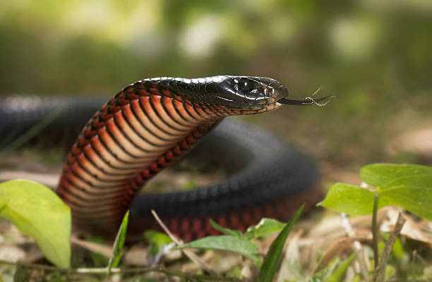 Red-bellied Black Snake (Pseudechis porphyriacus) A deadly but beautiful snake common in coastal eastern Australia tastes the air with its tongue. snake with its tongue out stock pictures, royalty-free photos & images