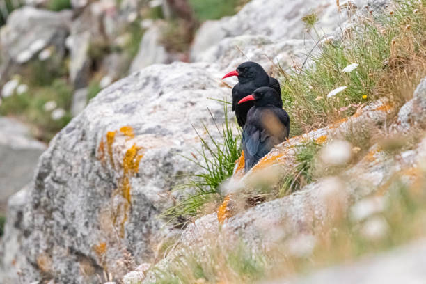 red-billed chough on the island of Ouessant, off Brittany stock photo