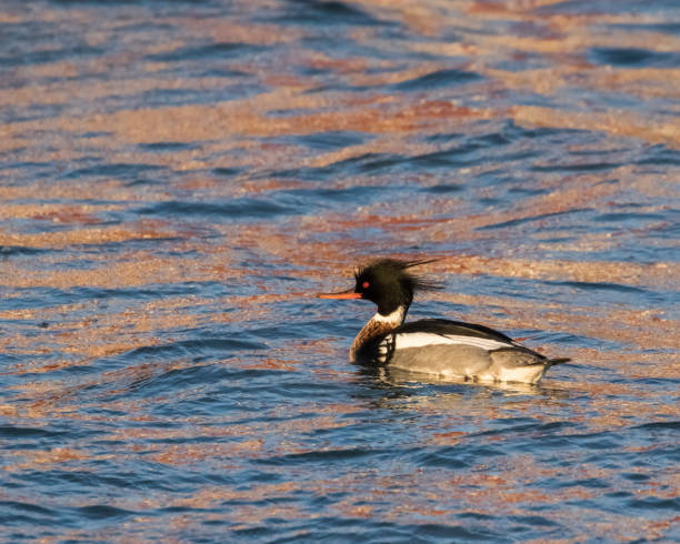 Red-breasted merganser reflections stock photo