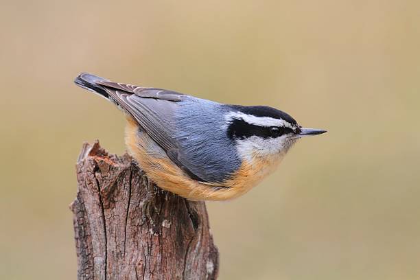 Red-breasted Nuthatch On A Perch stock photo