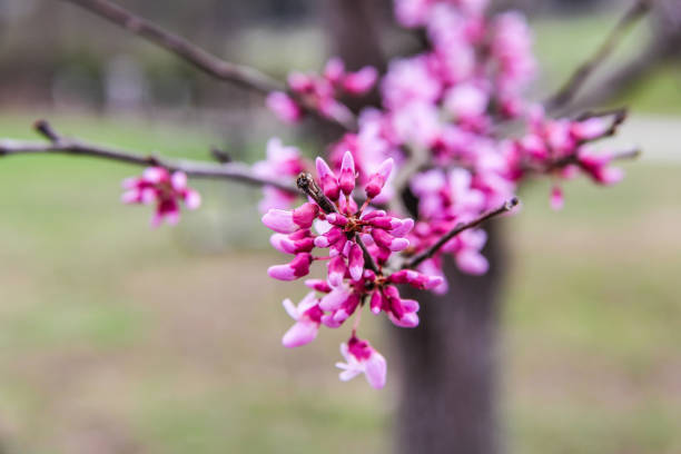 Redbud tree in spring blooming in Kentucky stock photo