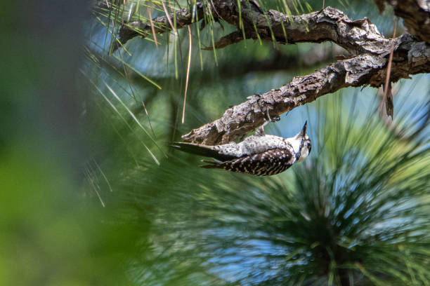 Red-Cockaded Woodpecker in Ocala National Forest stock photo