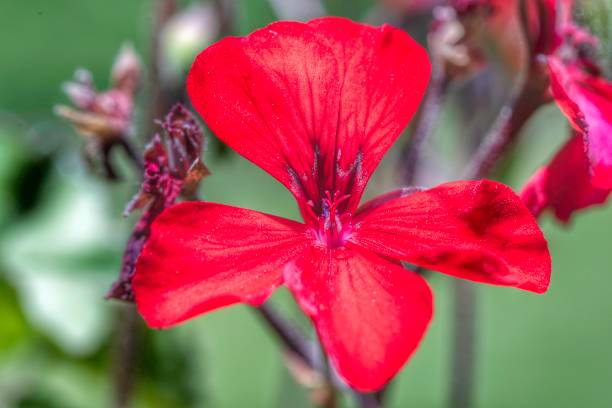 Reddest Flower stock photo