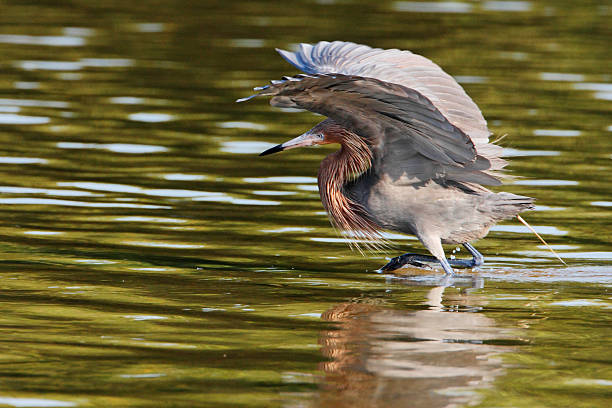 Reddish Egret (Egretta rufescens), Ding Darling NWR, Florida, USA Reddish Egret (Egretta rufescens) with wings spread fishing in shallow water, Ding Darling NWR, Florida, USA heron family stock pictures, royalty-free photos & images