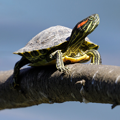 Red-eared slider turtle stretching neck and sunbathing on a log above a pond. Stow Lake, San Francisco, California, USA.