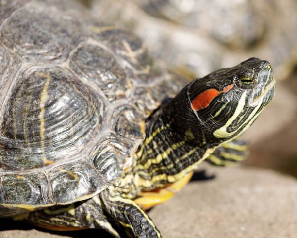 red-eared slider turtle sun bathing near a pond - tartaruga selvagem imagens e fotografias de stock