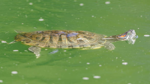 red-eared slider turtle swimming in a pond with head above water - tartaruga selvagem imagens e fotografias de stock