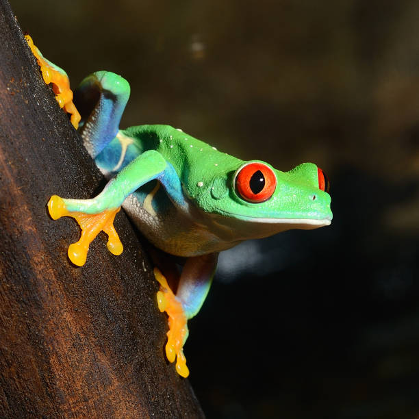 red-eye frog  Agalychnis callidryas in terrarium stock photo