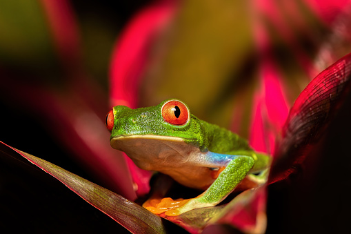 Red-eyed tree frog (Agalychnis callidryas), Beautiful iconic Green frog with red eyes sits on a red leaf in the tropics. Refugio de Vida Silvestre Cano Negro, Costa Rica wildlife.
