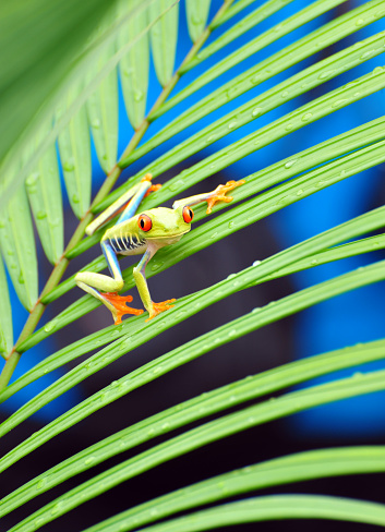 The iconic Red -eyed Tree Frog is a Costa Rican rain-forest amphibian that sleeps by day stuck to leaf-bottoms with their eyes closed and body markings covered. They are non-venomous but when disturbed flash their red eyes and show their orange feet and bright blue-and-yellow flanks - called startle coloration - which may confuse a predator, giving the frog a chance to spring to safety.