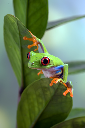 the red-eyed tree frog, is an arboreal hylid native to Neotropical rainforests where it ranges from Mexico, through Central America, to Colombia.