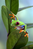 istock Red-eyed tree frog hanging on a tree 1341699204