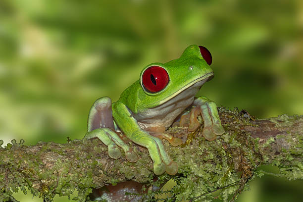 Red-eyed Tree Frog On A Branch stock photo