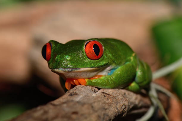 red-eyed tree frog close-up of a red-eyed tree frog cute frog stock pictures, royalty-free photos & images